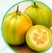 Garcinia cambogia fruit