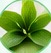 Green tea extract leaves